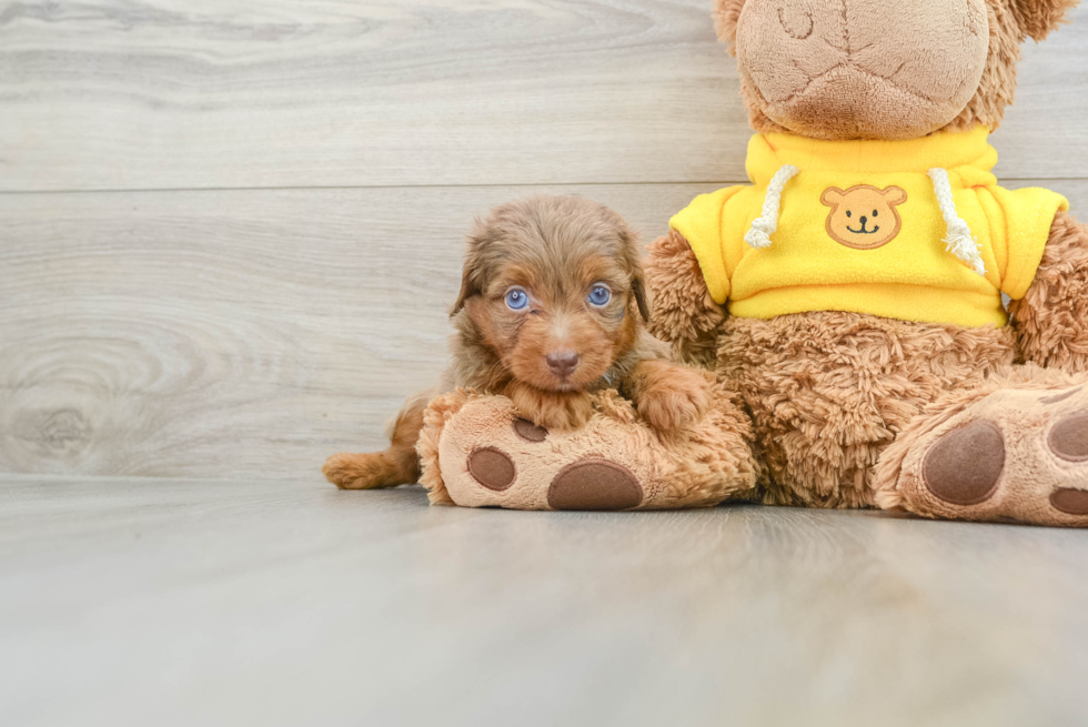 Mini Aussiedoodle Puppy for Adoption