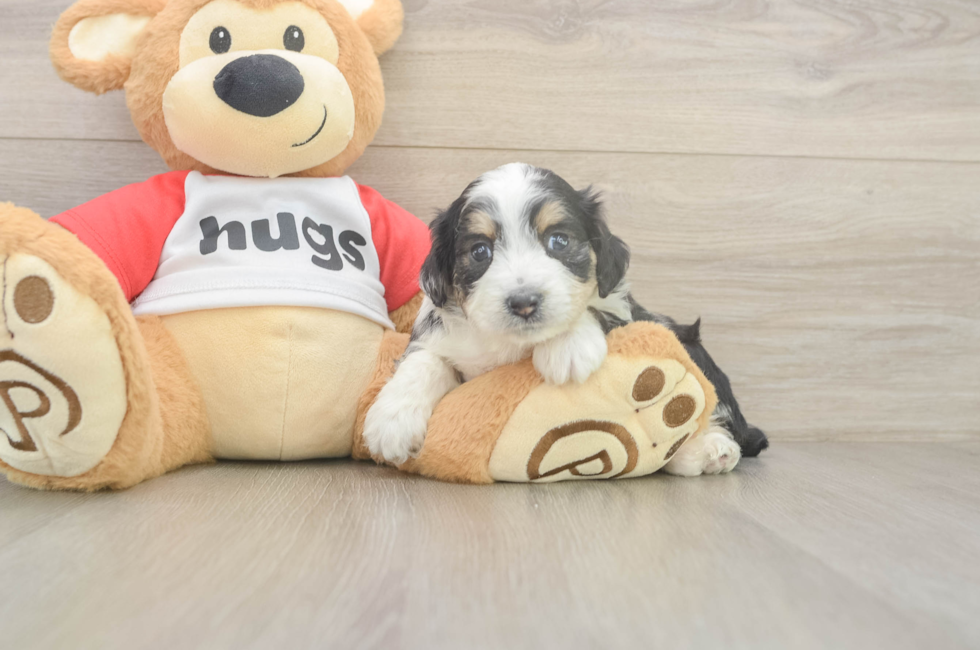 5 week old Mini Aussiedoodle Puppy For Sale - Windy City Pups