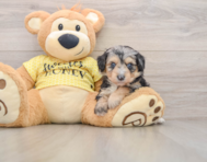 7 week old Mini Aussiedoodle Puppy For Sale - Windy City Pups