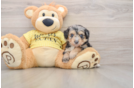 Fluffy Mini Aussiedoodle Poodle Mix Pup