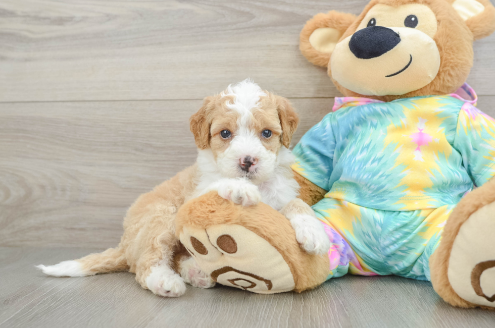 5 week old Mini Aussiedoodle Puppy For Sale - Windy City Pups