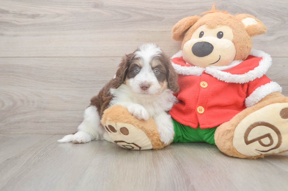5 week old Mini Aussiedoodle Puppy For Sale - Windy City Pups