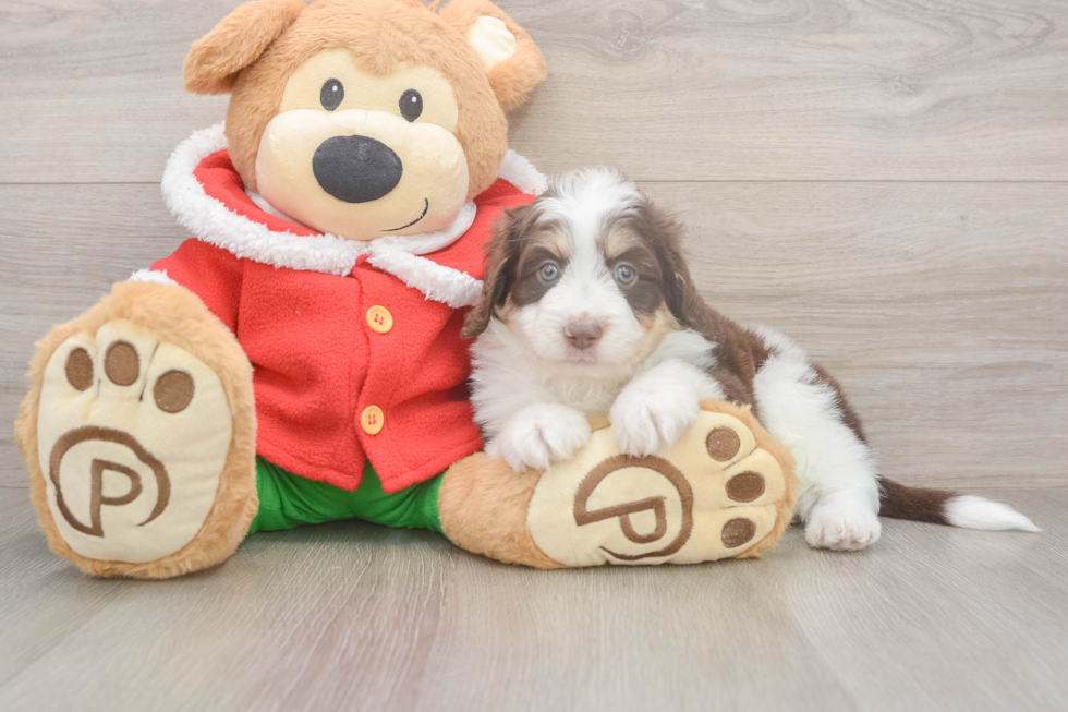 Smart Mini Aussiedoodle Poodle Mix Pup