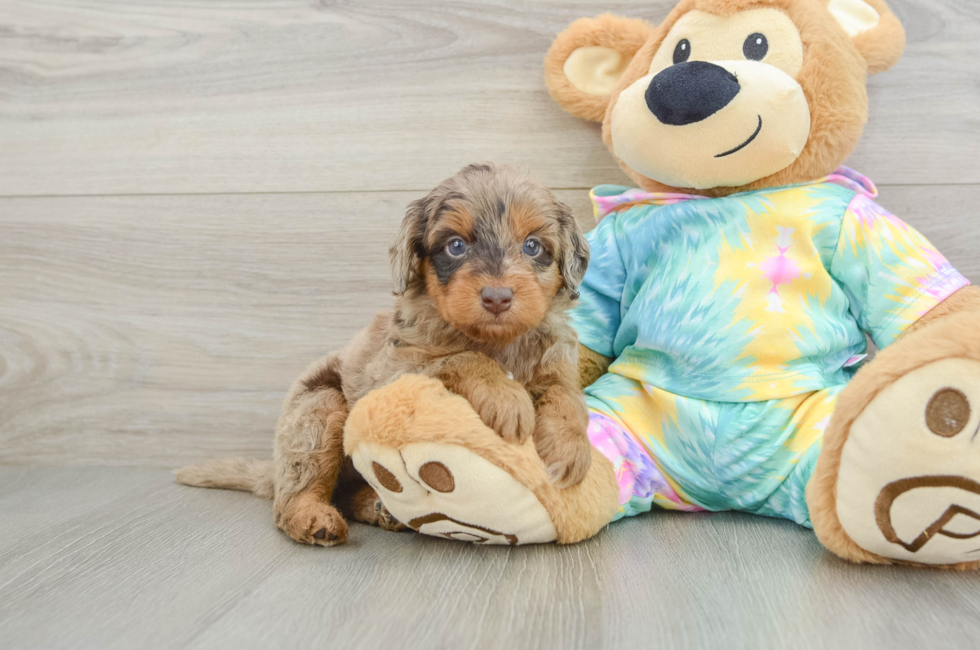 5 week old Mini Aussiedoodle Puppy For Sale - Windy City Pups