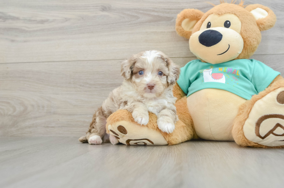 5 week old Mini Aussiedoodle Puppy For Sale - Windy City Pups