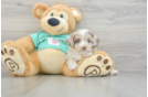 Mini Aussiedoodle Puppy for Adoption