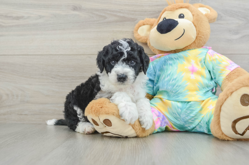 5 week old Mini Aussiedoodle Puppy For Sale - Windy City Pups