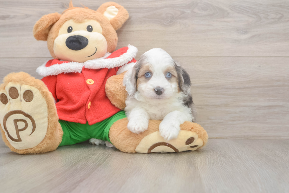 Energetic Aussie Poo Poodle Mix Puppy