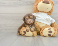 9 week old Mini Aussiedoodle Puppy For Sale - Windy City Pups