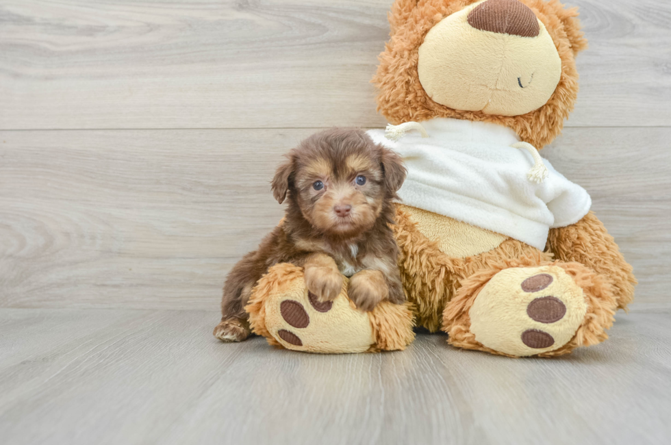 9 week old Mini Aussiedoodle Puppy For Sale - Windy City Pups