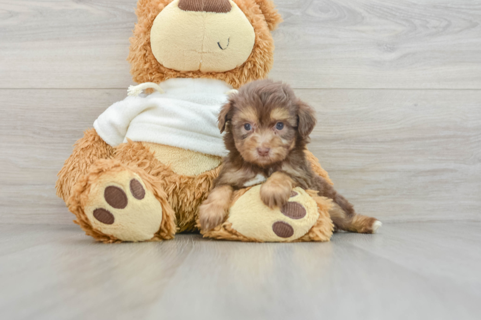 Mini Aussiedoodle Puppy for Adoption