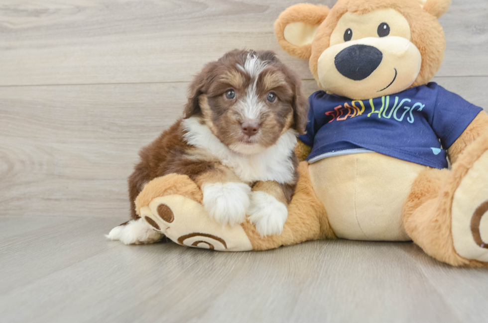5 week old Mini Aussiedoodle Puppy For Sale - Windy City Pups