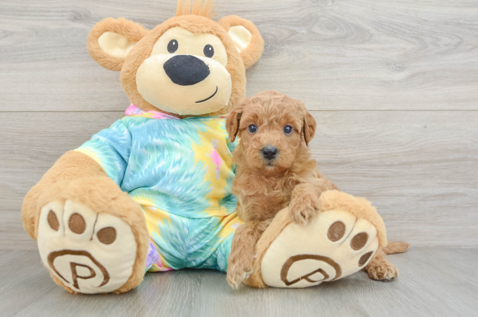 5 week old Mini Aussiedoodle Puppy For Sale - Windy City Pups
