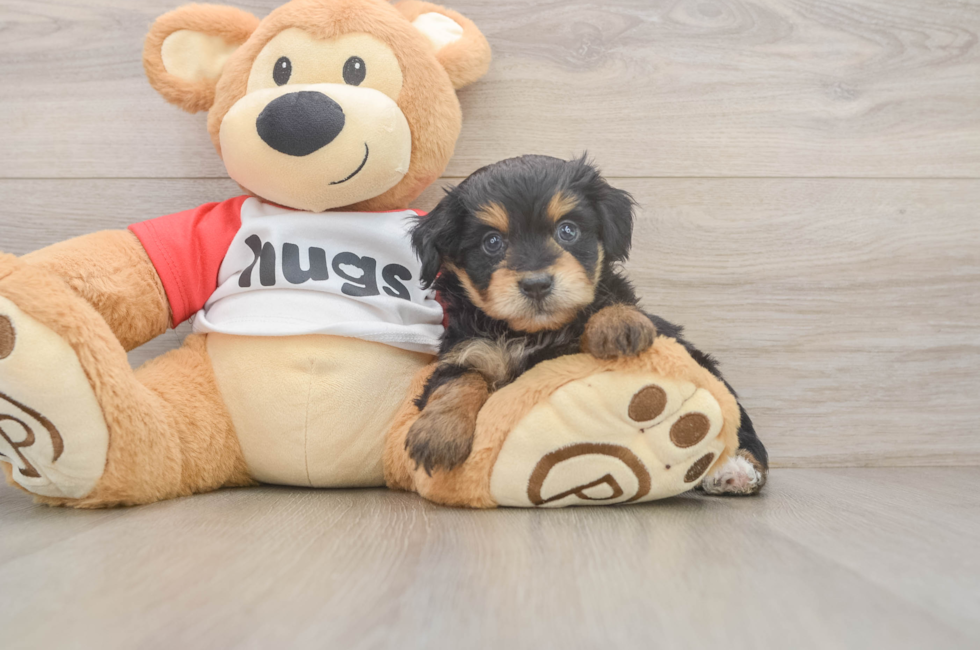 6 week old Mini Aussiedoodle Puppy For Sale - Windy City Pups