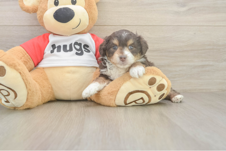 Best Mini Aussiedoodle Baby
