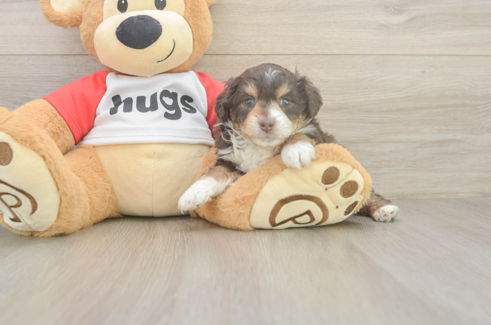 5 week old Mini Aussiedoodle Puppy For Sale - Windy City Pups