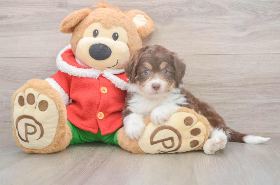 5 week old Mini Aussiedoodle Puppy For Sale - Windy City Pups