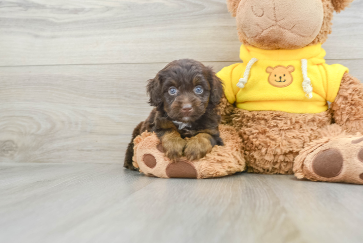 Popular Mini Aussiedoodle Poodle Mix Pup