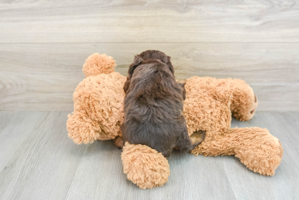 Mini Aussiedoodle Puppy for Adoption