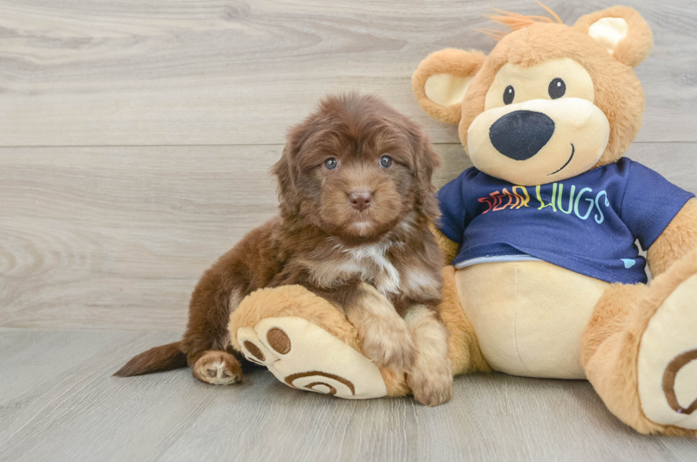 5 week old Mini Aussiedoodle Puppy For Sale - Windy City Pups