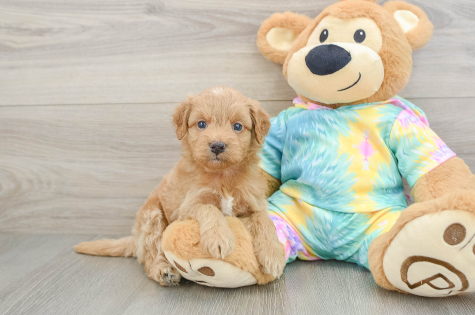 5 week old Mini Aussiedoodle Puppy For Sale - Windy City Pups