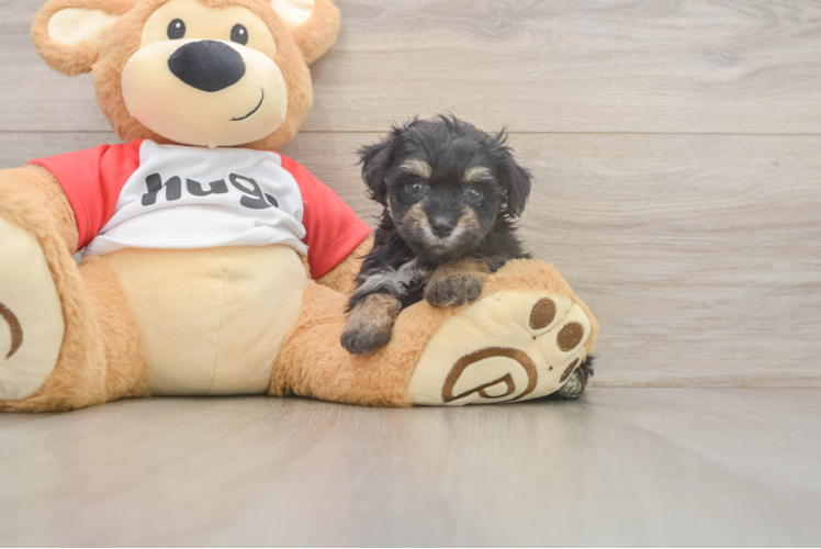 Smart Mini Aussiedoodle Poodle Mix Pup