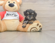8 week old Mini Aussiedoodle Puppy For Sale - Windy City Pups