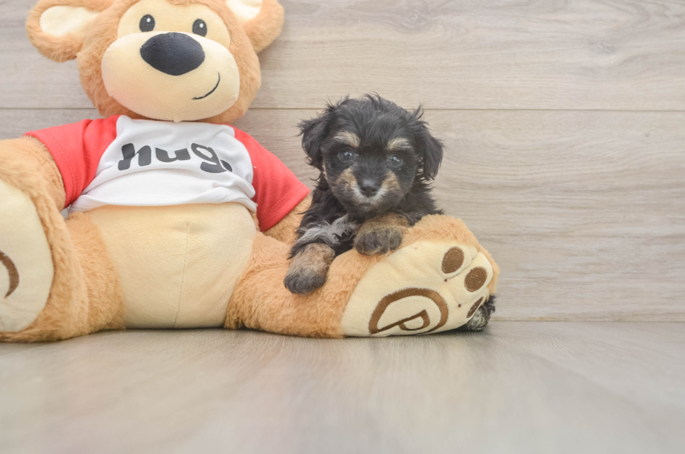 6 week old Mini Aussiedoodle Puppy For Sale - Windy City Pups