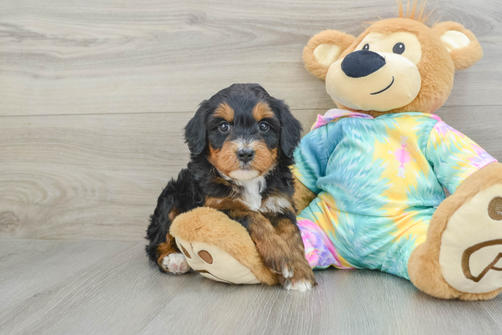 Sweet Mini Aussiedoodle Baby