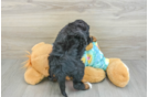 Fluffy Mini Aussiedoodle Poodle Mix Pup