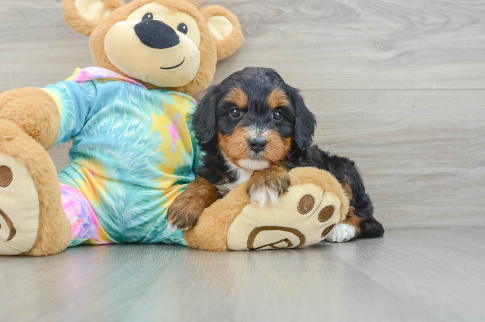 6 week old Mini Aussiedoodle Puppy For Sale - Windy City Pups