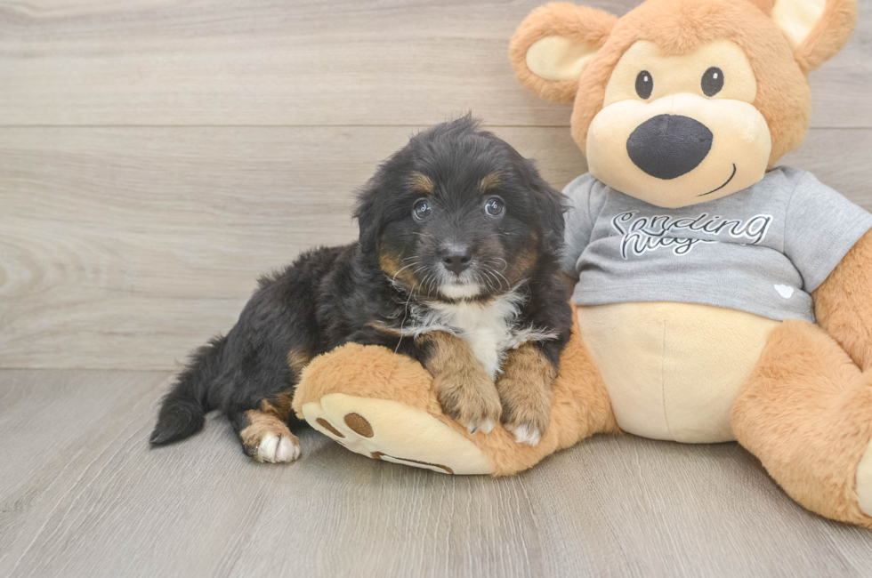 6 week old Mini Aussiedoodle Puppy For Sale - Windy City Pups