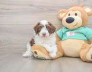 5 week old Mini Aussiedoodle Puppy For Sale - Windy City Pups