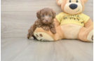 Best Mini Aussiedoodle Baby