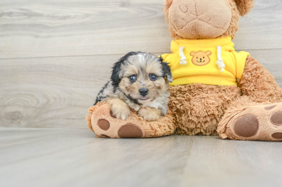 6 week old Mini Aussiedoodle Puppy For Sale - Windy City Pups