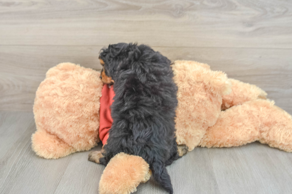 Mini Aussiedoodle Puppy for Adoption