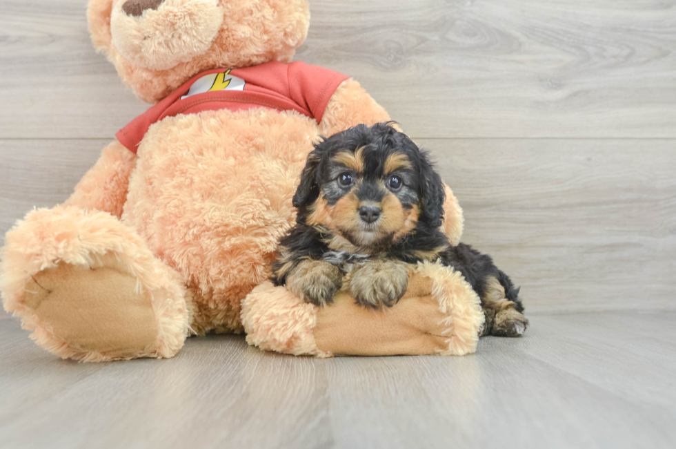 5 week old Mini Aussiedoodle Puppy For Sale - Windy City Pups