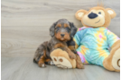 Mini Aussiedoodle Puppy for Adoption