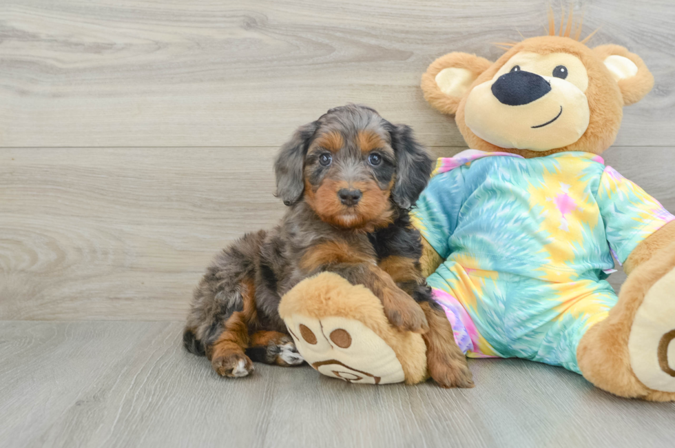 6 week old Mini Aussiedoodle Puppy For Sale - Windy City Pups