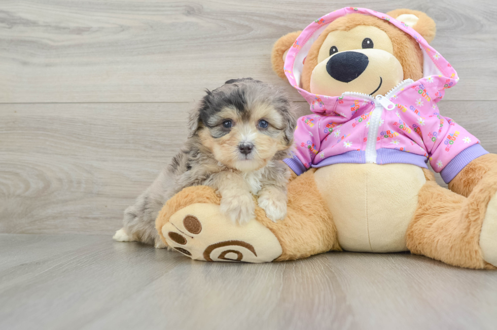 6 week old Mini Aussiedoodle Puppy For Sale - Windy City Pups