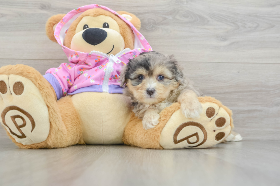 Cute Mini Aussiedoodle Baby