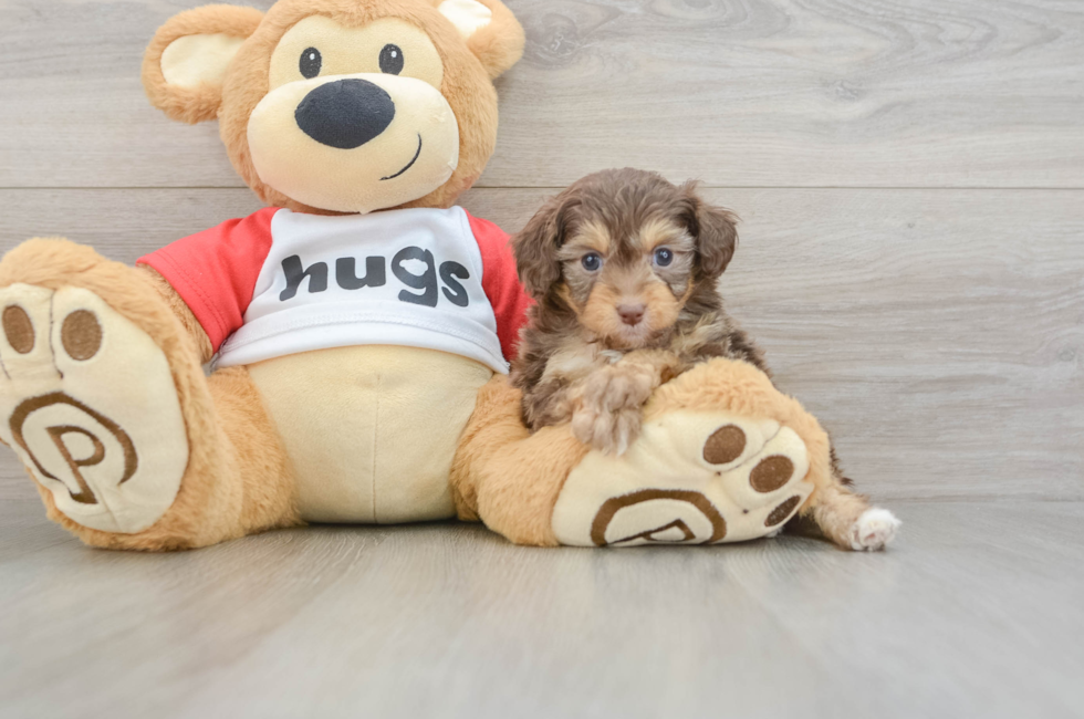 6 week old Mini Aussiedoodle Puppy For Sale - Windy City Pups