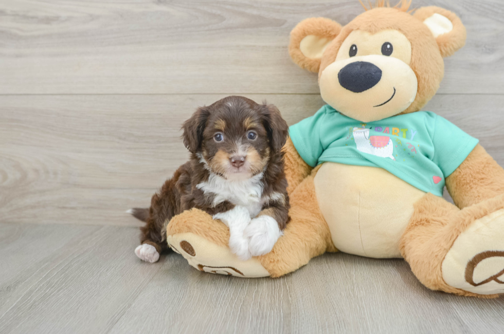 6 week old Mini Aussiedoodle Puppy For Sale - Windy City Pups