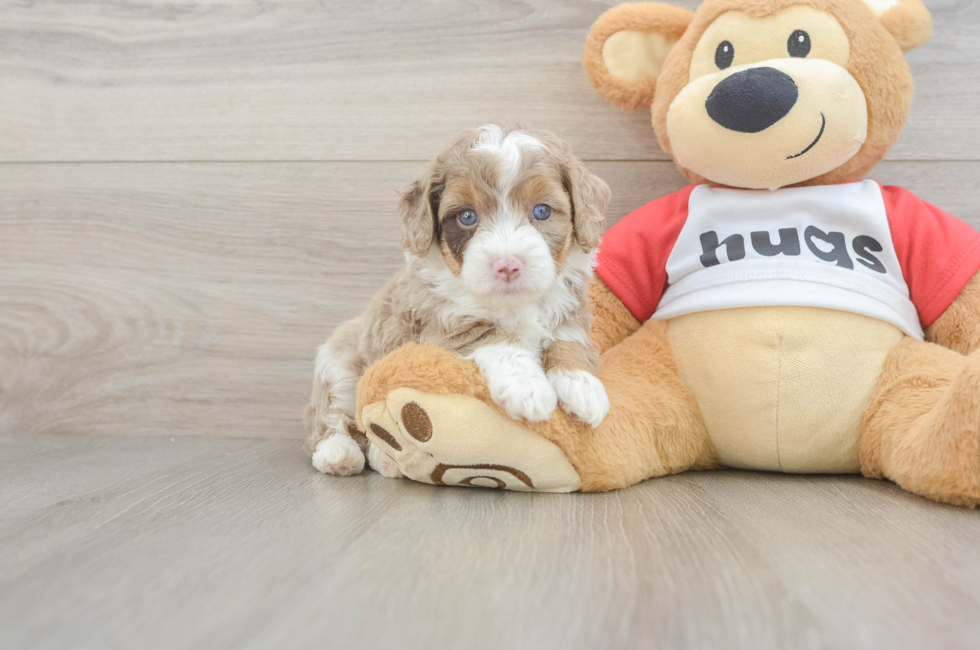 5 week old Mini Aussiedoodle Puppy For Sale - Windy City Pups