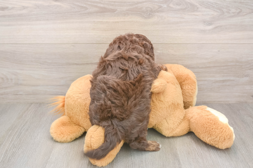 Best Mini Aussiedoodle Baby