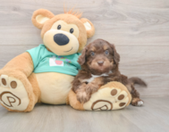 5 week old Mini Aussiedoodle Puppy For Sale - Windy City Pups