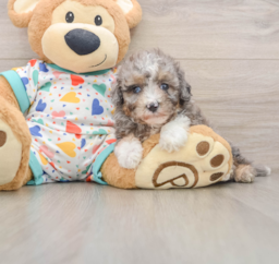 6 week old Mini Aussiedoodle Puppy For Sale - Windy City Pups