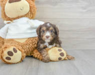 7 week old Mini Aussiedoodle Puppy For Sale - Windy City Pups