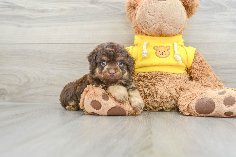 6 week old Mini Aussiedoodle Puppy For Sale - Windy City Pups