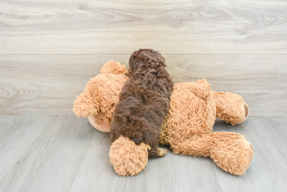 Mini Aussiedoodle Pup Being Cute